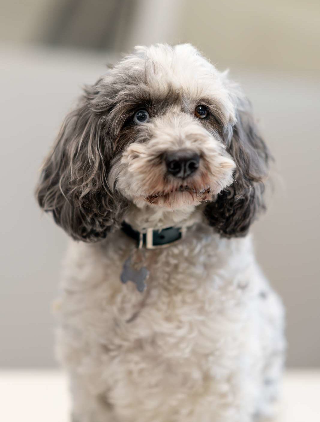 Bessie the cockapoo from Twenty-Two Business Support and Development