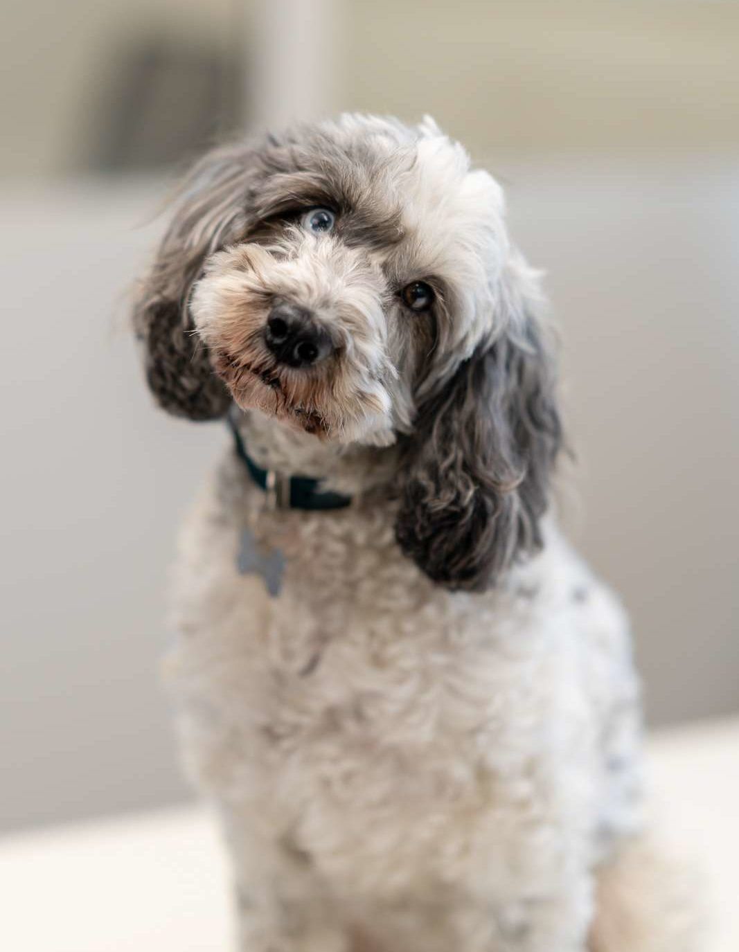 Bessie the cockapoo with a tilting head from Twenty-Two Business Support and Development