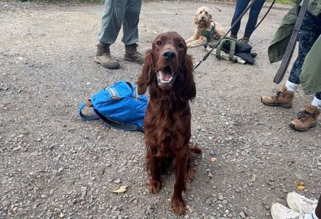 Red setter and poodle cross dogs Bowie and Milo on their 13 mile walk pit stop for Herts Inclusive Theatre
